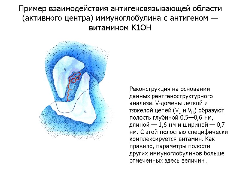 Реконструкция на основании данных рентгеноструктурного анализа. V-домены легкой и тяжелой цепей (VL и VH)